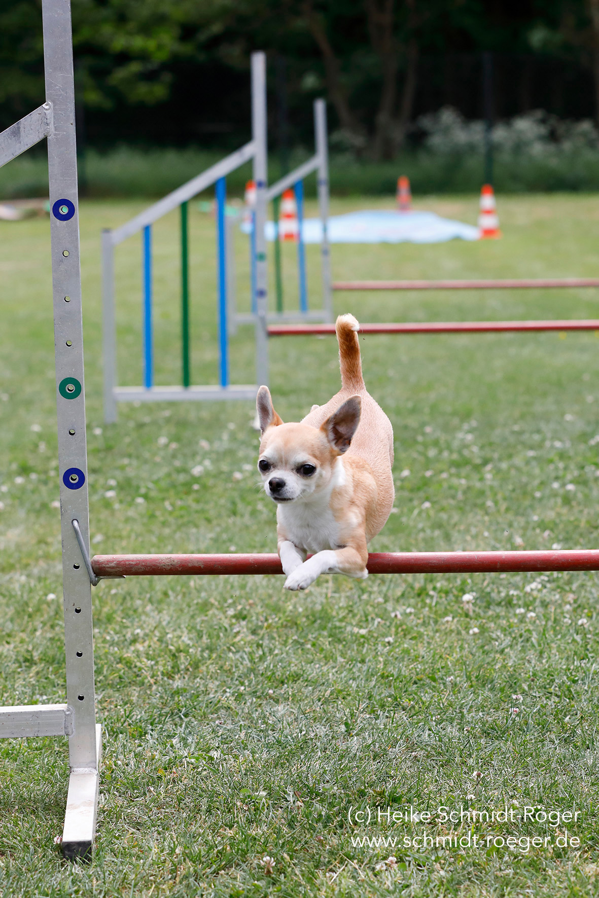 Nation of Dogs Dogs in Action / Hunde in Aktion